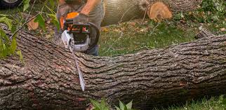 Best Arborist Consultation Services  in Pis, AR