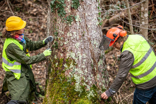 Best Storm Damage Tree Cleanup  in Pis, AR