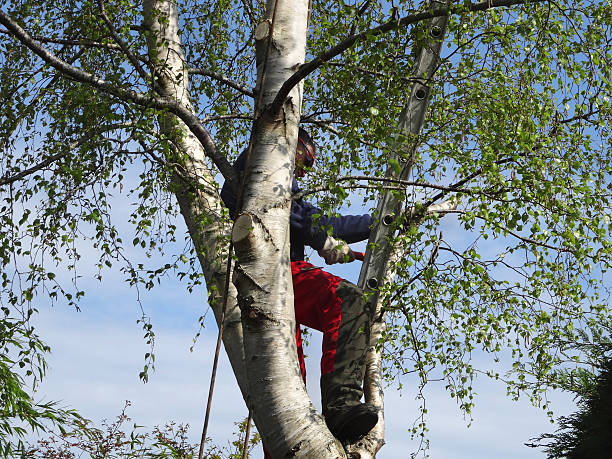 Best Tree and Shrub Care  in Pis, AR