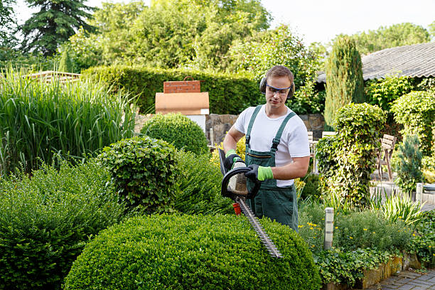 How Our Tree Care Process Works  in  Paris, AR